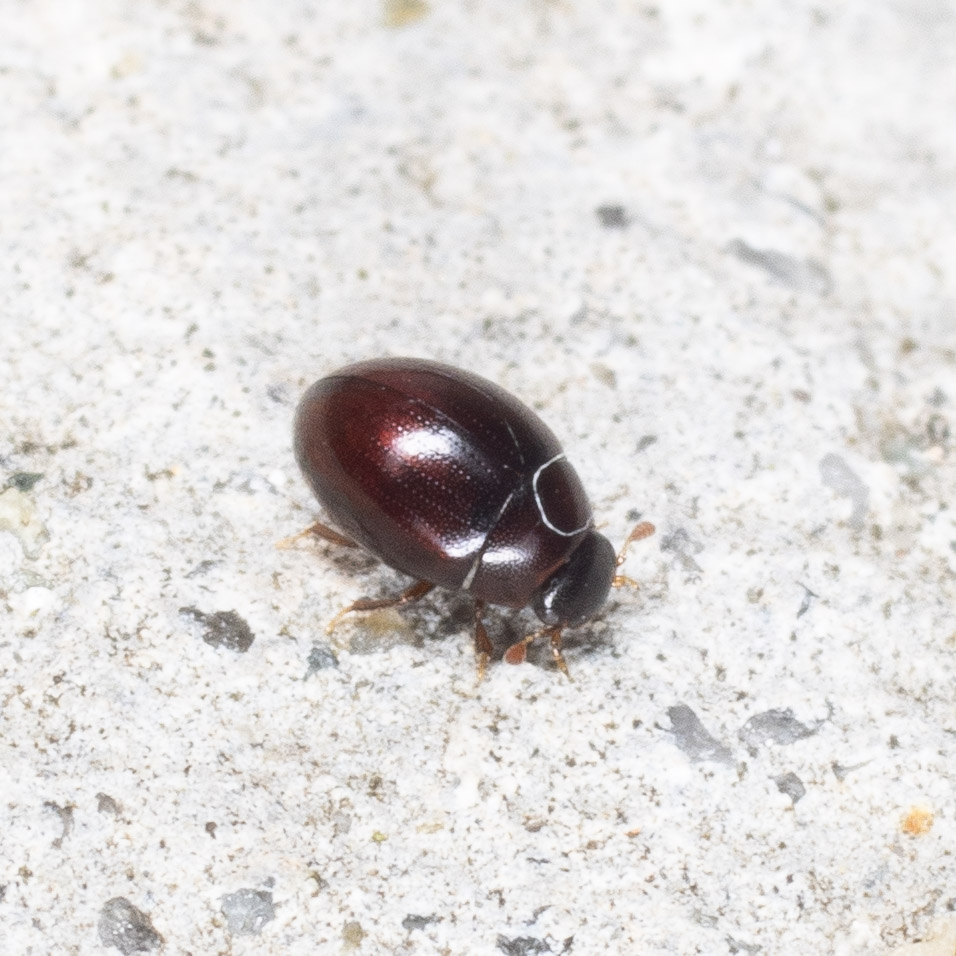Hydrophilidae: Megasternum concinnum